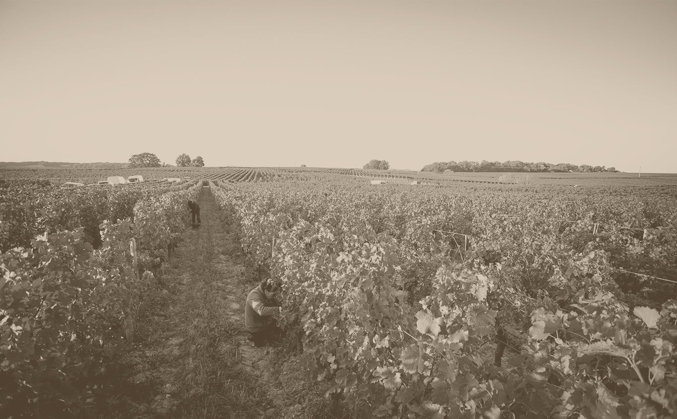 Domaine Bobinet – Cellar Door Aoyama