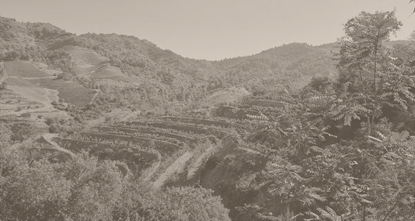 Terroir al Limit – Cellar Door Aoyama