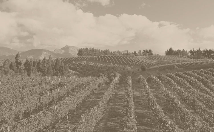 Dog Point Vineyard