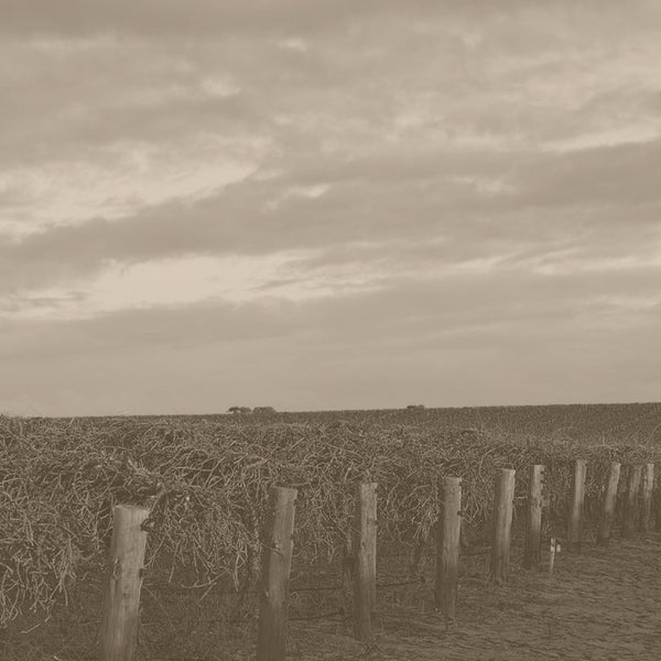 【在庫処分】オーストラリア Magnolia Mountain 有田焼 在庫処分】オーストラリア Magnolia Mountain 有田焼 Magnolia