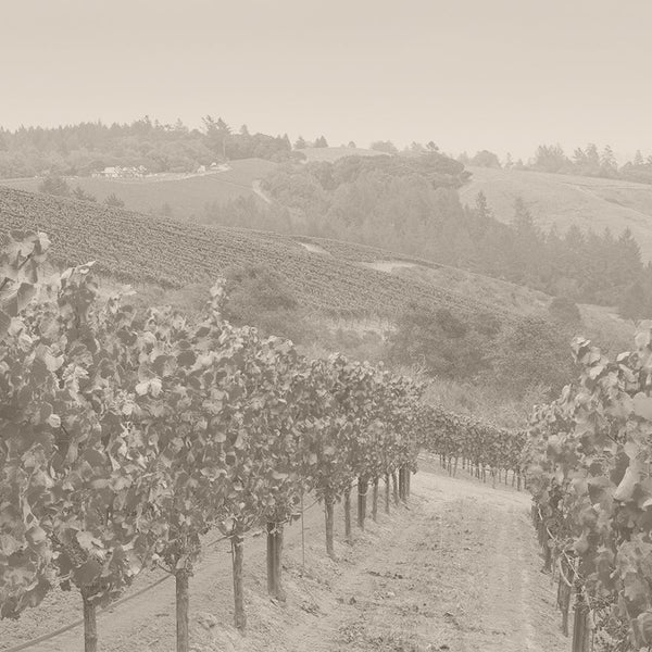 Napa Valley – Cellar Door Aoyama