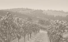 Joseph Phelps Vineyards