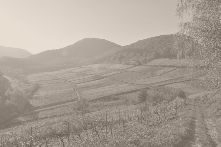 Weingut Dr. Wehrheim