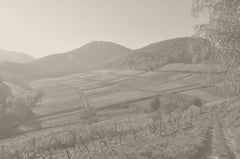 Weingut Dr. Wehrheim