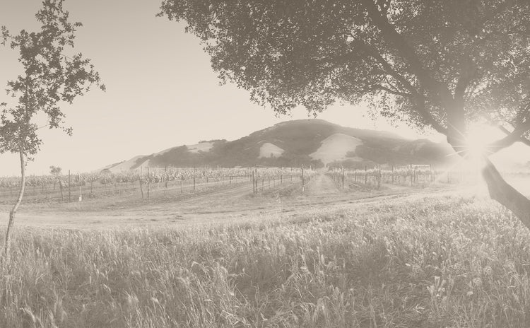 Matanzas Creek Winery