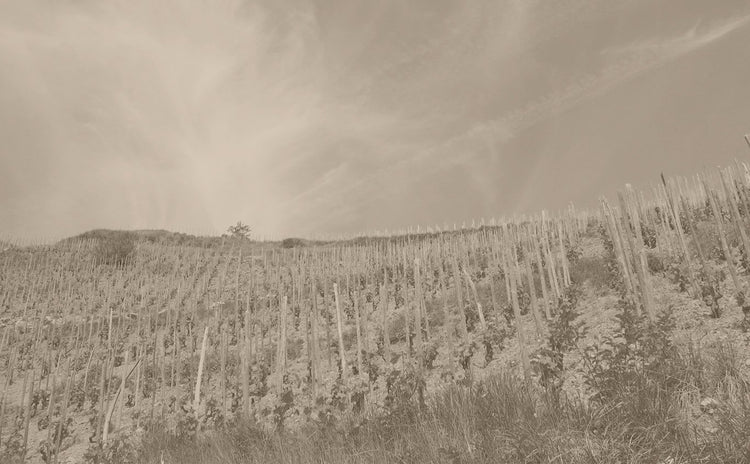 Northern Rhone Valley