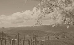 Dalla Valle Vineyards