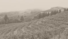 Precision Wine Company